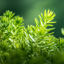 Load image into Gallery viewer, Angelina Sedum Plant