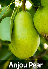 Load image into Gallery viewer, 4-in-1 Pear Tree