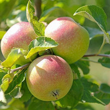 Load image into Gallery viewer, 3-in-1 Apple Surprise Tree