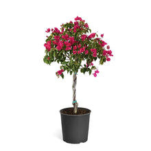 Load image into Gallery viewer, Barbara Karst Bougainvillea