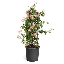Load image into Gallery viewer, Thai Delight Bougainvillea