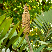Load image into Gallery viewer, Cardboard Palm Tree