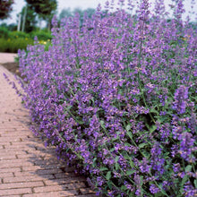 Load image into Gallery viewer, Walker's Low Nepeta Catmint Plant