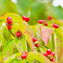 Load image into Gallery viewer, Cloud 9 Dogwood