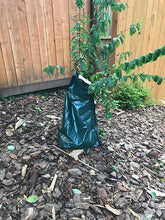 Load image into Gallery viewer, Strawberry Dazzle® Dwarf Crape Myrtle