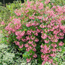 Load image into Gallery viewer, Dwarf Escallonia