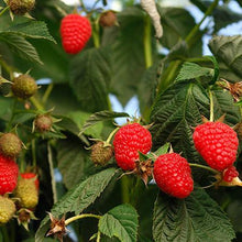 Load image into Gallery viewer, Heritage Everbearing Raspberry - USDA Organic