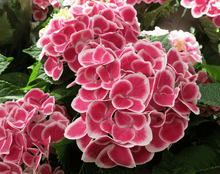 Load image into Gallery viewer, Tivoli Hydrangea - Multi Stem