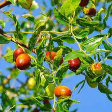 Load image into Gallery viewer, Jujube Tree