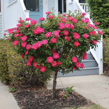 Load image into Gallery viewer, Knock Out® Rose Tree
