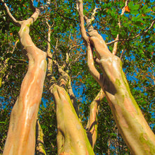 Load image into Gallery viewer, Muskogee Crape Myrtle Tree