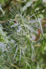 Load image into Gallery viewer, Papyrus Plant