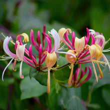 Load image into Gallery viewer, Peaches & Cream Honeysuckle Vine