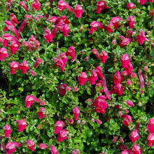 Load image into Gallery viewer, Pink Skullcap Shrub