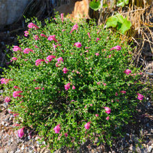 Load image into Gallery viewer, Pink Skullcap Shrub