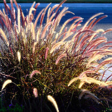 Load image into Gallery viewer, Purple Fountain Grass