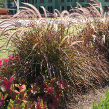 Load image into Gallery viewer, Purple Fountain Grass