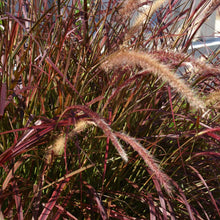 Load image into Gallery viewer, Purple Fountain Grass