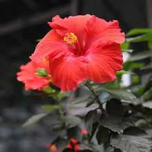 Load image into Gallery viewer, Red Tropical Hibiscus Tree
