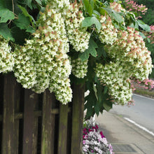 Load image into Gallery viewer, Snowcicle Hydrangea Shrub