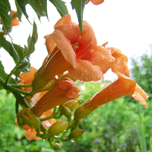 Load image into Gallery viewer, Summer Jazz™ Fire Trumpet Tree