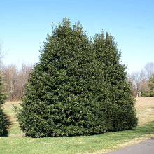 Load image into Gallery viewer, American Holly Tree