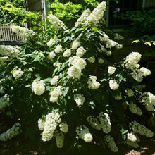 Load image into Gallery viewer, Snowcicle Hydrangea Shrub