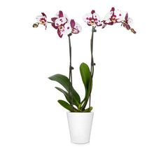Load image into Gallery viewer, Orchid Plant in White Pot