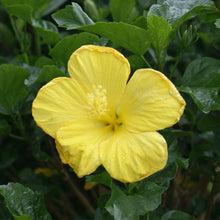 Load image into Gallery viewer, Yellow Tropical Hibiscus Tree