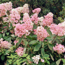 Load image into Gallery viewer, Vanilla Strawberry Hydrangea Shrub