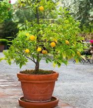 Load image into Gallery viewer, Navel Orange Tree