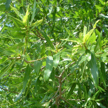Load image into Gallery viewer, Willow Oak Tree