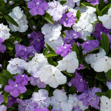 Load image into Gallery viewer, Yesterday, Today and Tomorrow Plant