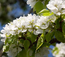 Load image into Gallery viewer, Yoinashi Asian Pear Tree