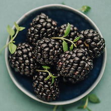 Load image into Gallery viewer, Apache Blackberry - USDA Organic
