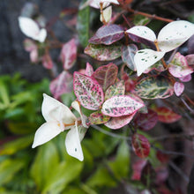 Load image into Gallery viewer, Snow-N-Summer™ Asiatic Jasmine Shrub

