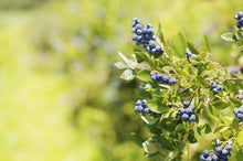 Load image into Gallery viewer, Sweetheart Blueberry Bush - USDA Organic
