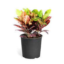Load image into Gallery viewer, Croton 'Petra' Plant
