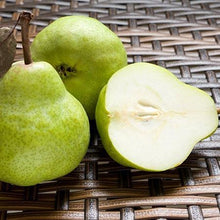 Load image into Gallery viewer, D'Anjou Pear Tree
