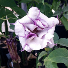 Load image into Gallery viewer, Devil's Trumpet Plant

