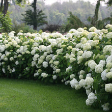 Load image into Gallery viewer, Incrediball® Hydrangea Shrub
