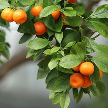 Load image into Gallery viewer, Owari Mandarin Tree
