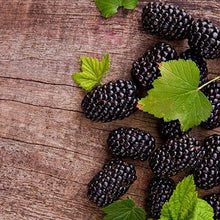 Load image into Gallery viewer, Prime Ark Freedom Blackberry - USDA Organic
