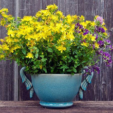 Load image into Gallery viewer, St John's Wort Plant
