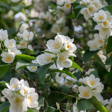 Load image into Gallery viewer, Sweet Mock Orange Shrub
