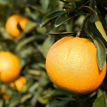 Load image into Gallery viewer, Trovita Orange Tree
