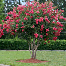 Load image into Gallery viewer, Tuscarora Crape Myrtle
