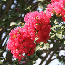 Load image into Gallery viewer, Tuscarora Crape Myrtle

