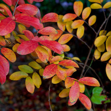 Load image into Gallery viewer, Tuscarora Crape Myrtle

