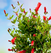 Load image into Gallery viewer, Cold Hardy Russian Red Pomegranate® - USDA Organic
